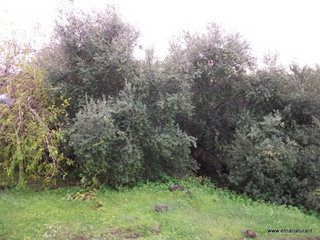 rco Gioeni-09-12-2012 12-00-13